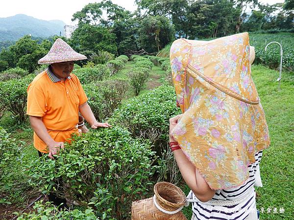 文山農場採茶體驗 (5).jpg
