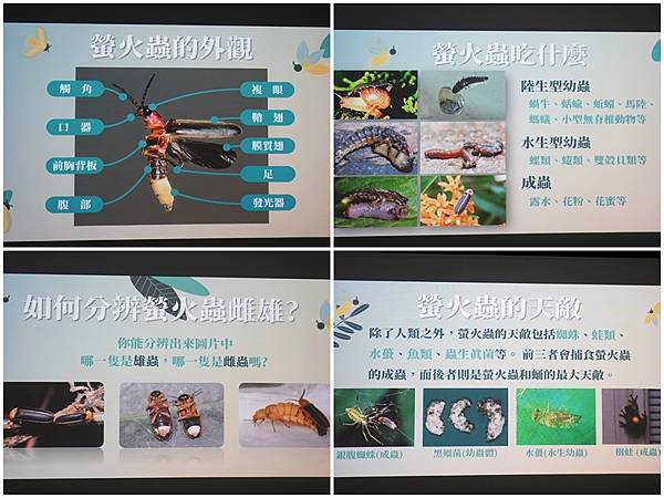 文山農場賞螢火蟲.jpg