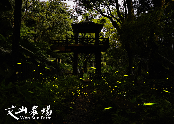 文山農場官網拍攝的螢火蟲 (2).png