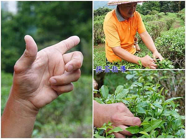 採茶指導-文山農場.jpg