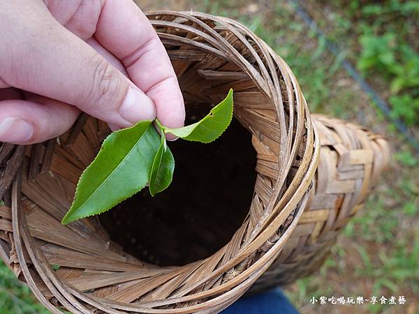 文山農場採茶體驗 (6).jpg