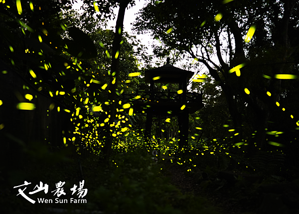 文山農場官網拍攝的螢火蟲 (1).png