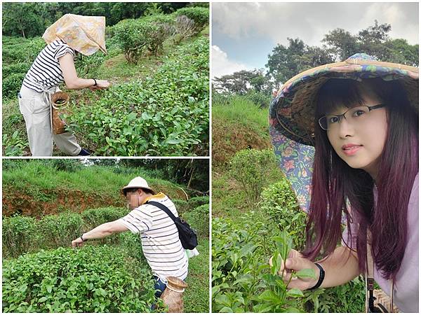 文山農場採茶體驗 (7).jpg