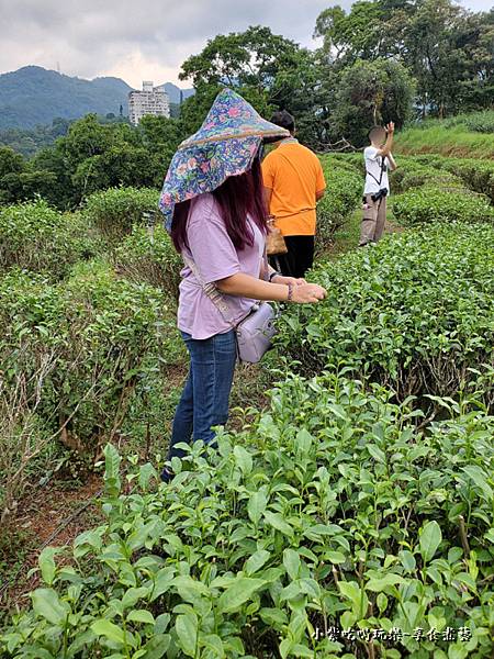 文山農場採茶體驗 (3).jpg