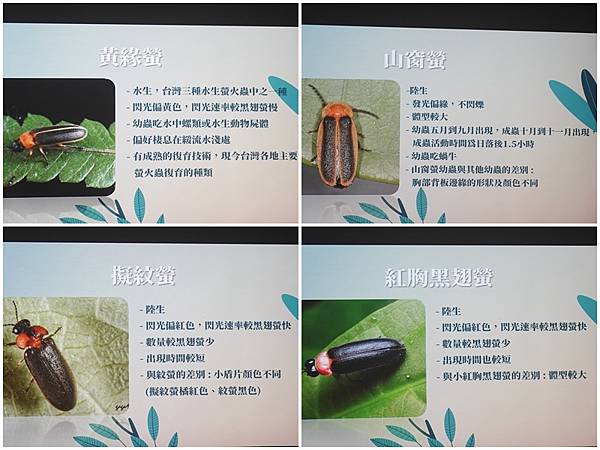 螢火蟲品種介紹-文山農場.jpg