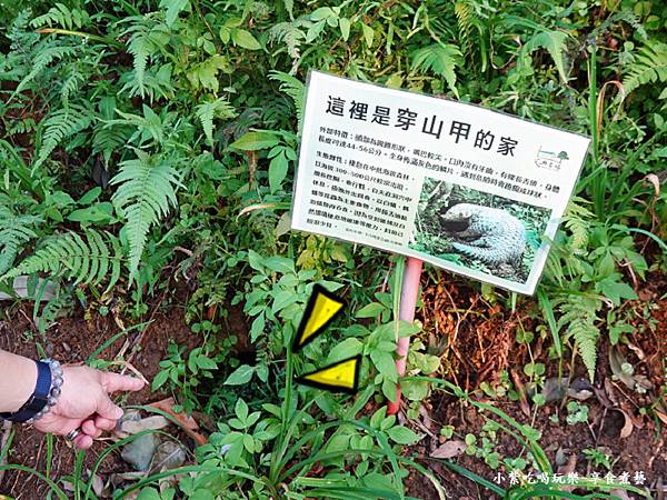 文山森活-穿山甲的家.jpg