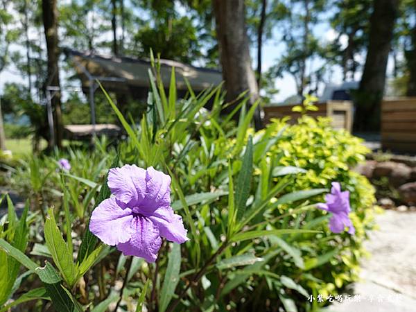 新店-茶廂露螢園區環境 (3).jpg