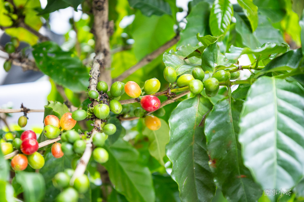 中壢咖啡廳推薦-Mukka cafe-沐卡咖啡，手沖咖啡匠心獨具，咖啡師信手拈來都是讓人回味再三的極品～有自製的美味甜點也有高質感的點心～ @圍事小哥的幸福相框