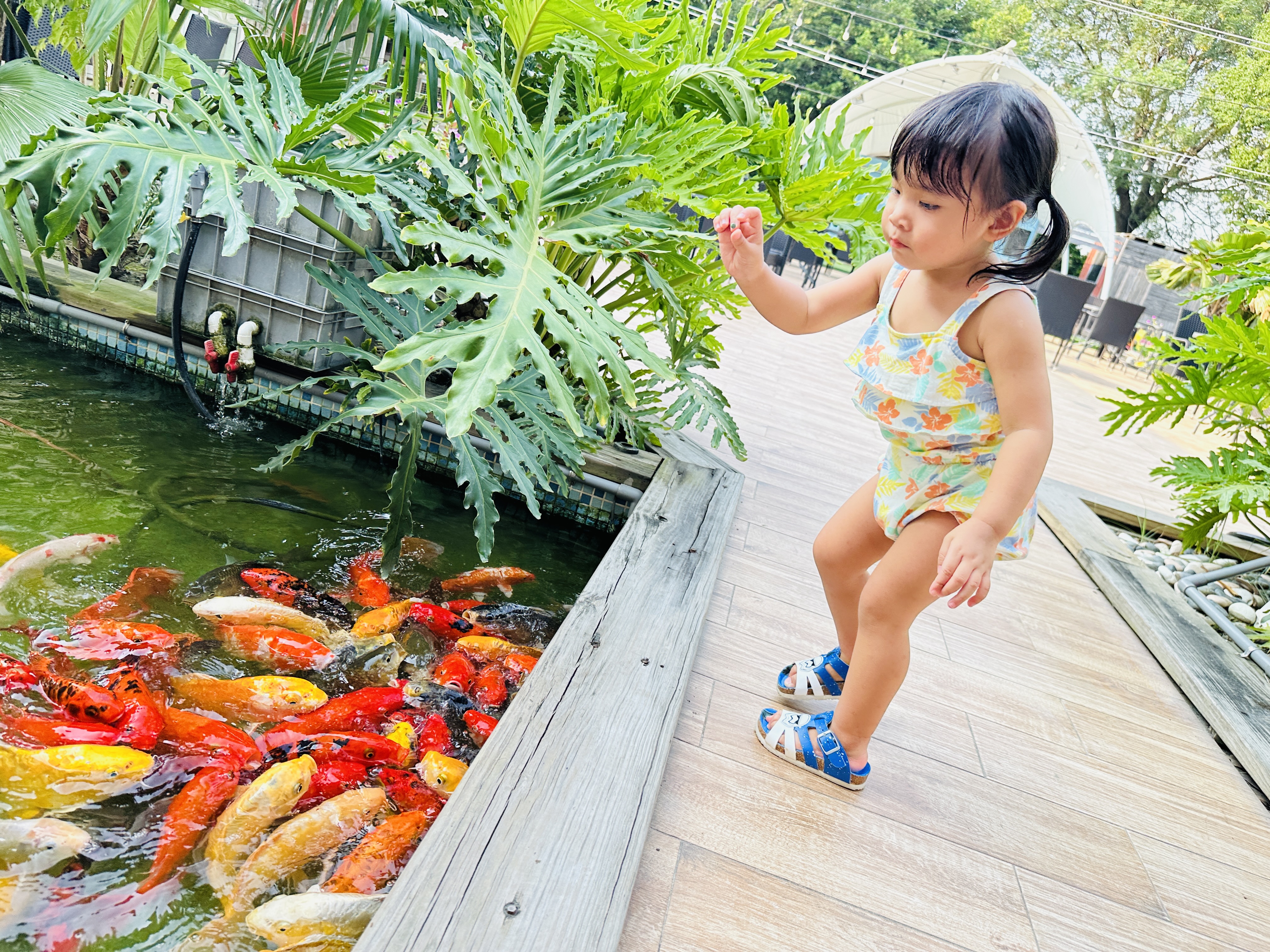 【哈比雪兒露營區】彰化懶人露營|一泊三食免裝備,親子帳棚住宿 【哈比雪兒露營區】彰化懶人露營|一泊三食免裝備,親子帳棚住宿