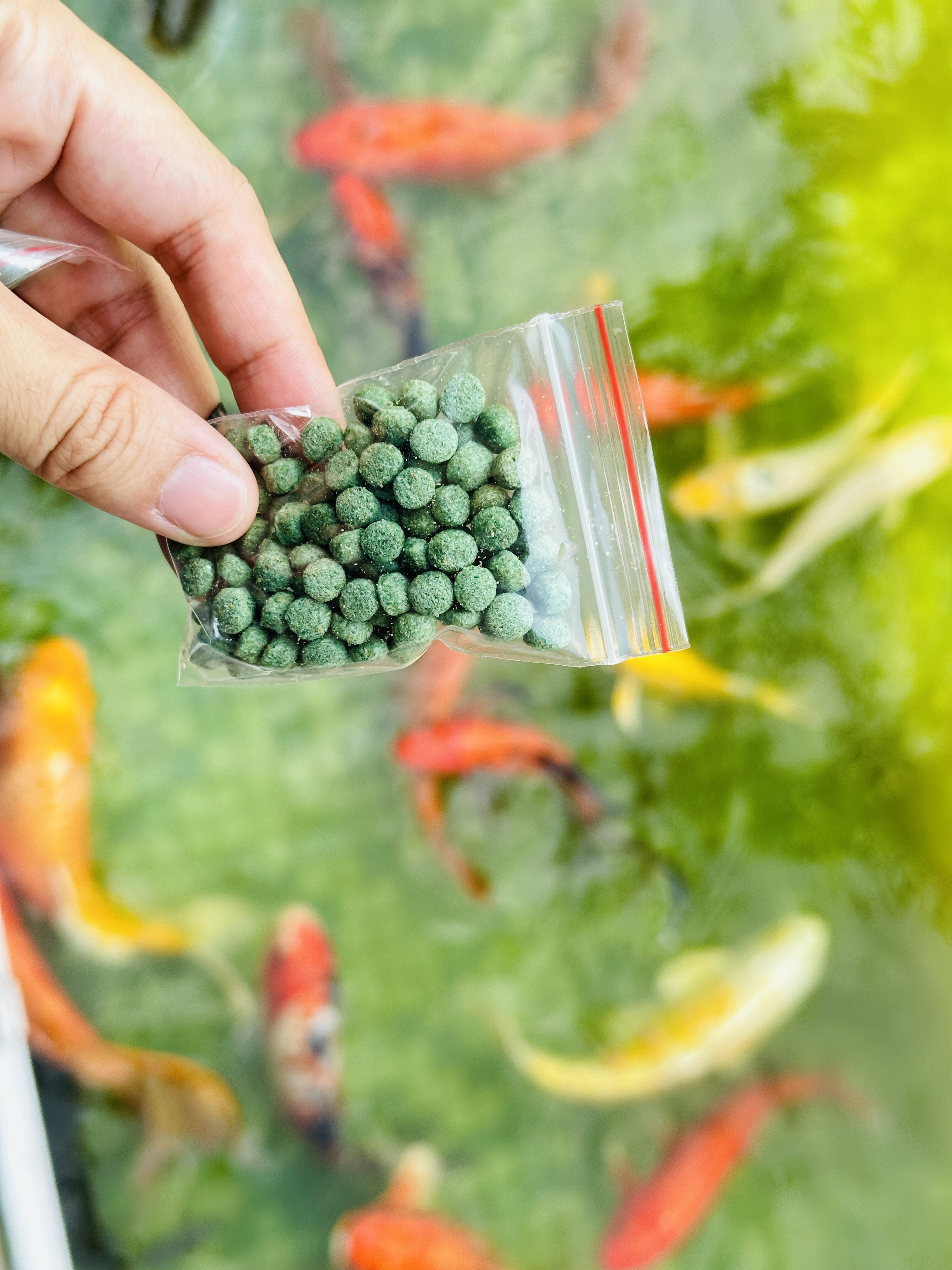 【哈比雪兒露營區】彰化懶人露營|一泊三食免裝備,親子帳棚住宿 【哈比雪兒露營區】彰化懶人露營|一泊三食免裝備,親子帳棚住宿