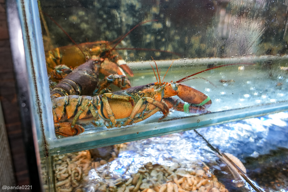 新北板橋｜軒妮士鐵板燒．228元起自助吧吃到飽，平價雙人套餐、海陸全餐、高級龍蝦和牛任選～