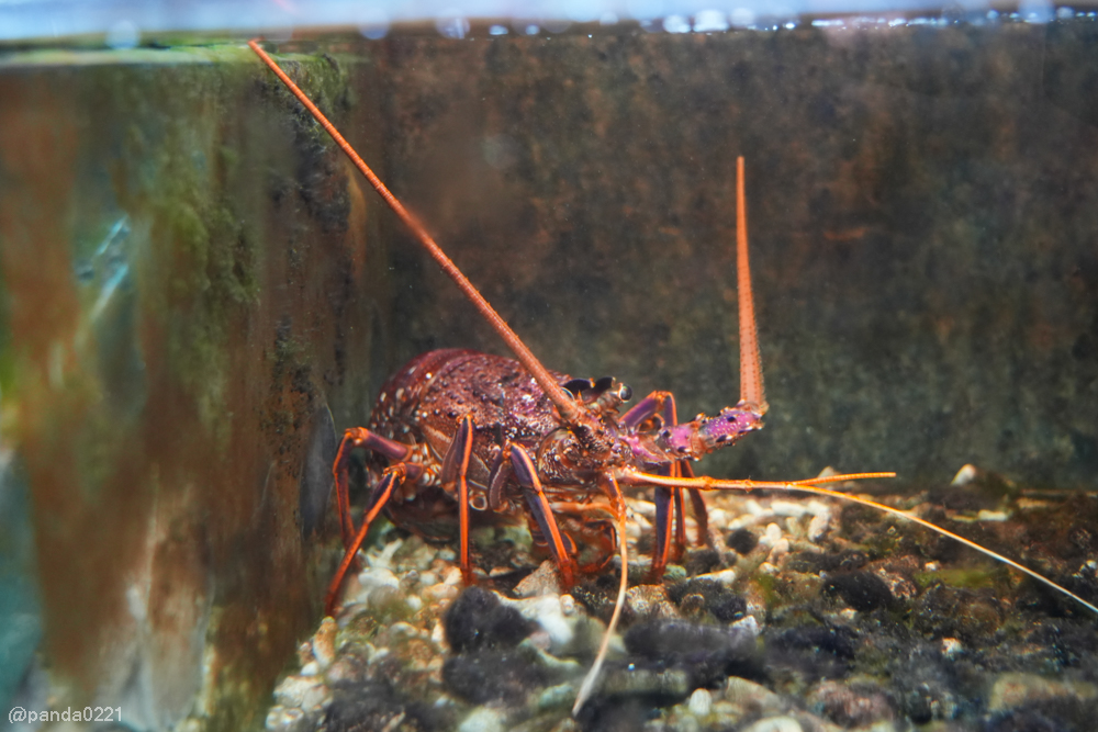 新北板橋｜軒妮士鐵板燒．228元起自助吧吃到飽，平價雙人套餐、海陸全餐、高級龍蝦和牛任選～