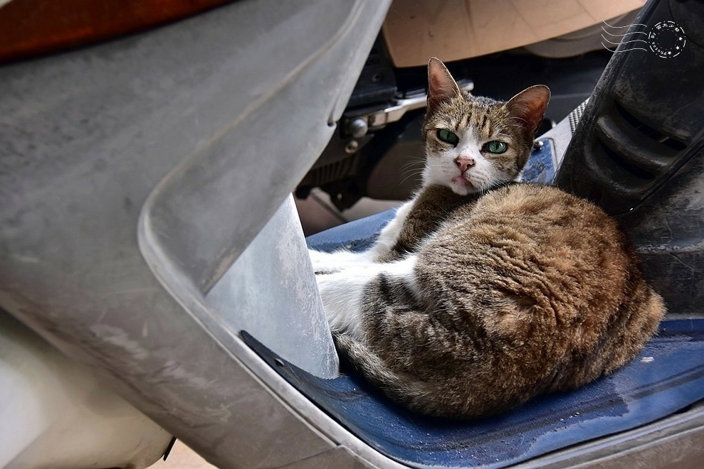 苗栗南苗市場必吃水晶餃!大妹餛飩肉圓水晶餃、乾餛飩,銅板價客家美食。