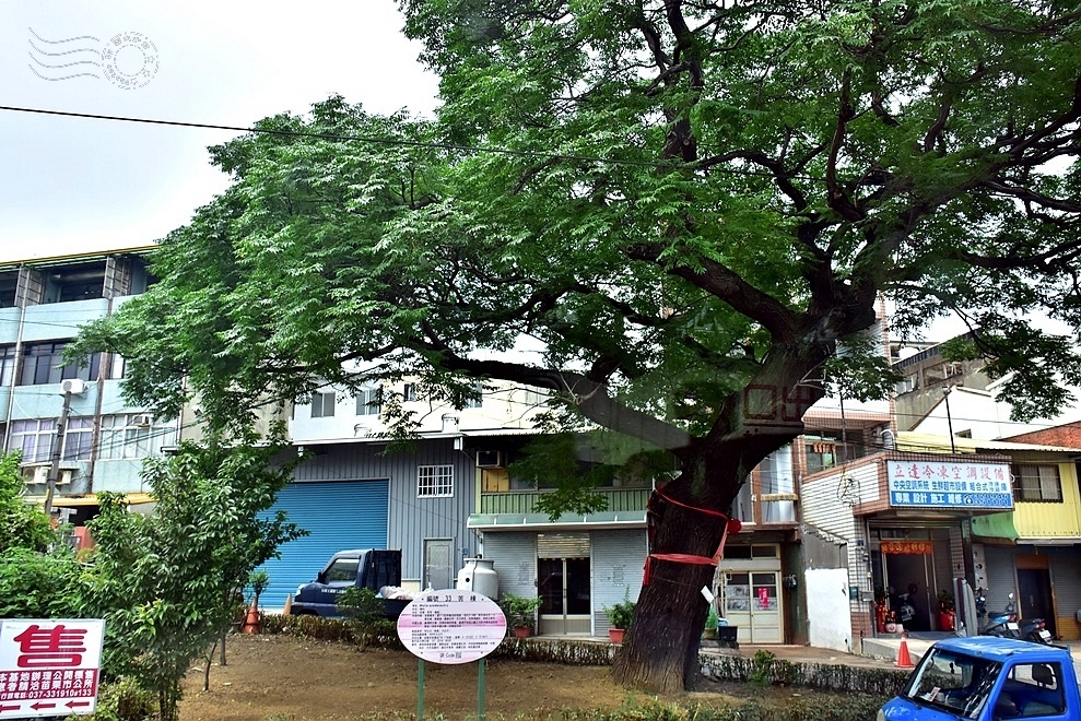 苗栗市苦楝樹公 苗栗市苦楝樹公