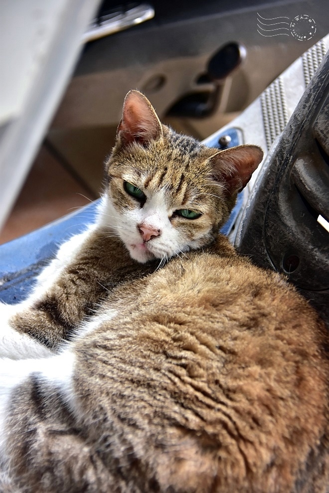 苗栗南苗市場必吃水晶餃!大妹餛飩肉圓水晶餃、乾餛飩,銅板價客家美食。