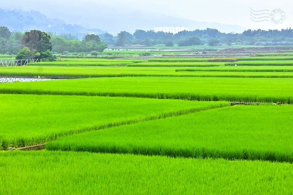 苗栗銅鑼一景 苗栗銅鑼一景