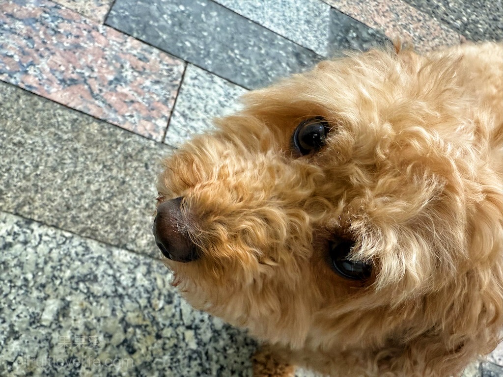桂香麻醬麵 | 台中東區麻醬麵，旱溪夜市附近巷子裡的好吃小吃麵攤店 @果果愛Fruitlove