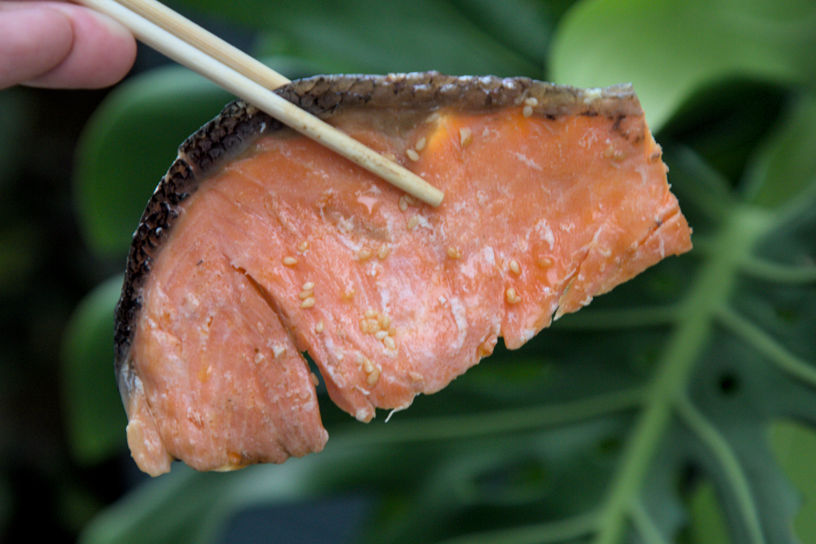 紅蕃茄客製化便當,奶油香氣的生食級鮭魚排 紅蕃茄客製化便當中的鮭魚排特寫,選用生魚片等級的鮭魚,經過恰當烹調,保留了鮭魚的鮮甜與油脂,口感細緻滑順,彷彿在口中融化,充滿奶油般的香氣,毫無腥味。