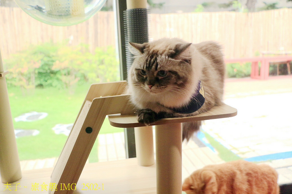 台南 赤崁東街日式宿舍 角落有貓 歷史建築變身寵物餐廳
