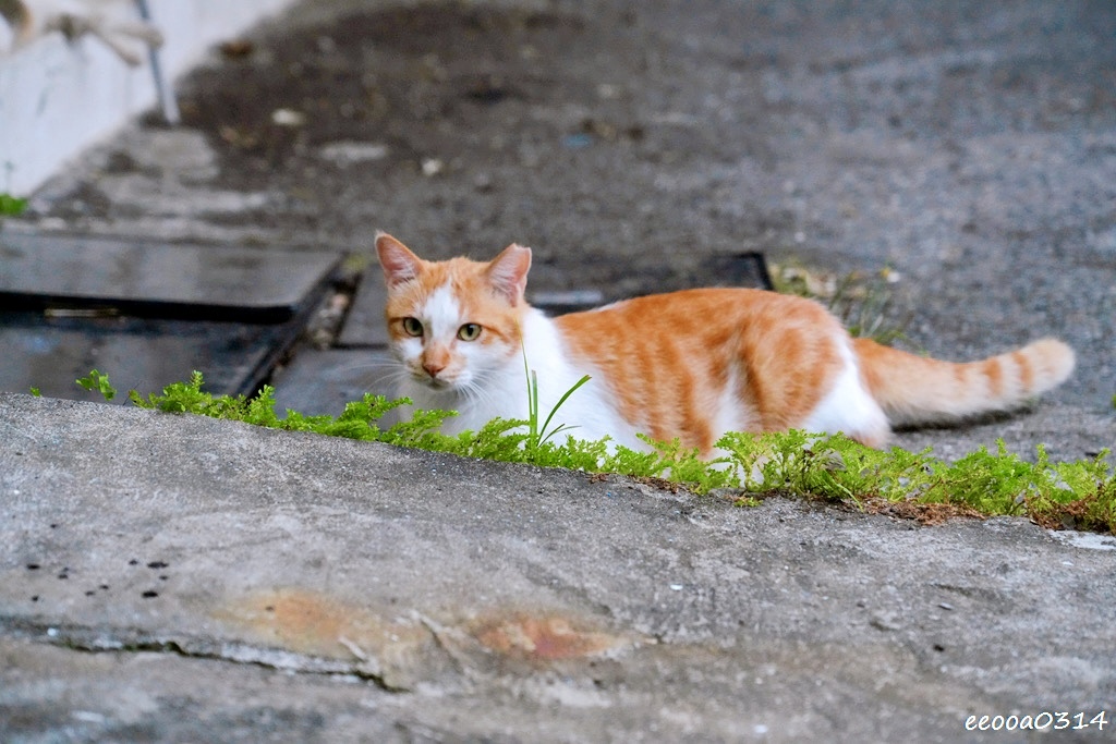 平溪菁桐美食推薦｜明月居平價小吃店，在地人帶路的樸實家常味!