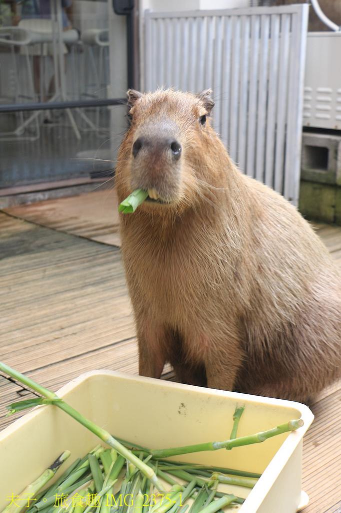 MOGU KABI 夏威夷豆塔專賣店 夏威夷豆塔 X 超萌水