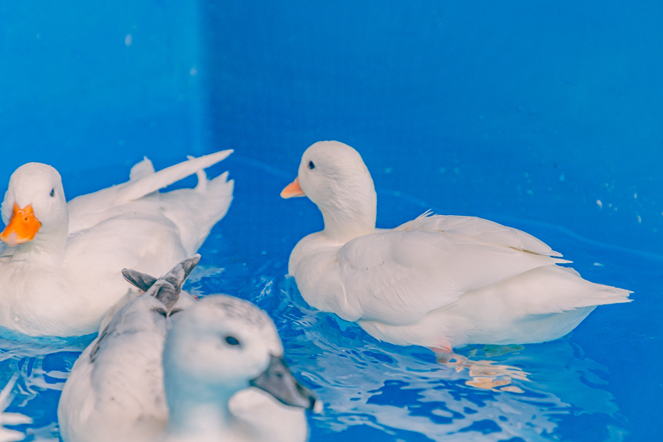 高雄市鹽埕區假日必訪高雄駁二親子咖啡廳,在叢林風格中近距離觀賞可愛柯爾鴨,無低消限制享用人氣造型馬卡龍