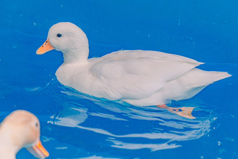 高雄市鹽埕區假日必訪高雄駁二親子咖啡廳,在叢林風格中近距離觀賞可愛柯爾鴨,無低消限制享用人氣造型馬卡龍