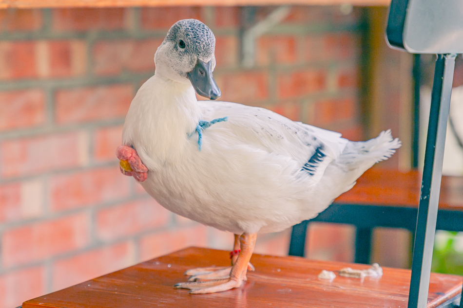 高雄市鹽埕區假日必訪高雄駁二親子咖啡廳,在叢林風格中近距離觀賞可愛柯爾鴨,無低消限制享用人氣造型馬卡龍