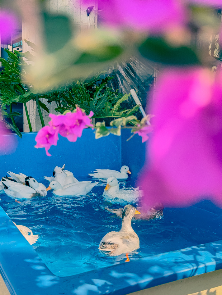 高雄市鹽埕區假日必訪高雄駁二親子咖啡廳,在叢林風格中近距離觀賞可愛柯爾鴨,無低消限制享用人氣造型馬卡龍