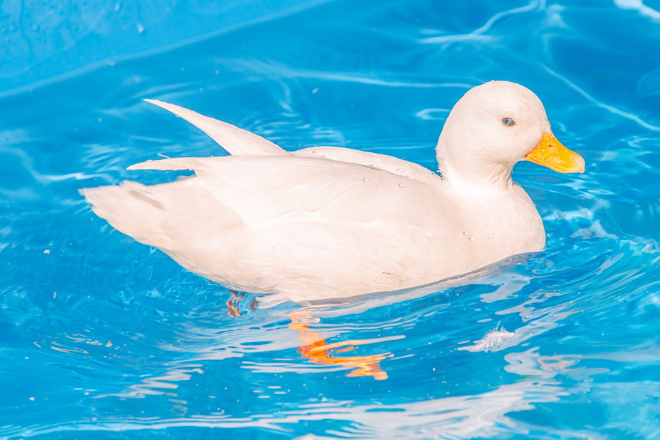 高雄市鹽埕區假日必訪高雄駁二親子咖啡廳,在叢林風格中近距離觀賞可愛柯爾鴨,無低消限制享用人氣造型馬卡龍