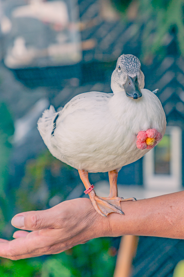高雄市鹽埕區假日必訪高雄駁二親子咖啡廳,在叢林風格中近距離觀賞可愛柯爾鴨,無低消限制享用人氣造型馬卡龍