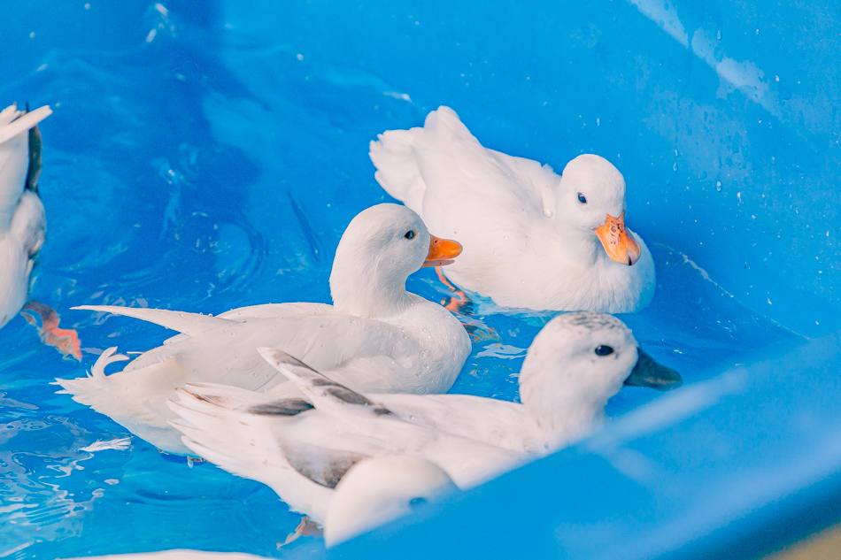 高雄市鹽埕區假日必訪高雄駁二親子咖啡廳,在叢林風格中近距離觀賞可愛柯爾鴨,無低消限制享用人氣造型馬卡龍