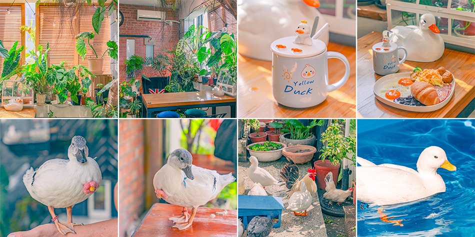 高雄市鹽埕區假日必訪高雄駁二親子咖啡廳,在叢林風格中近距離觀賞可愛柯爾鴨,無低消限制享用人氣造型馬卡龍