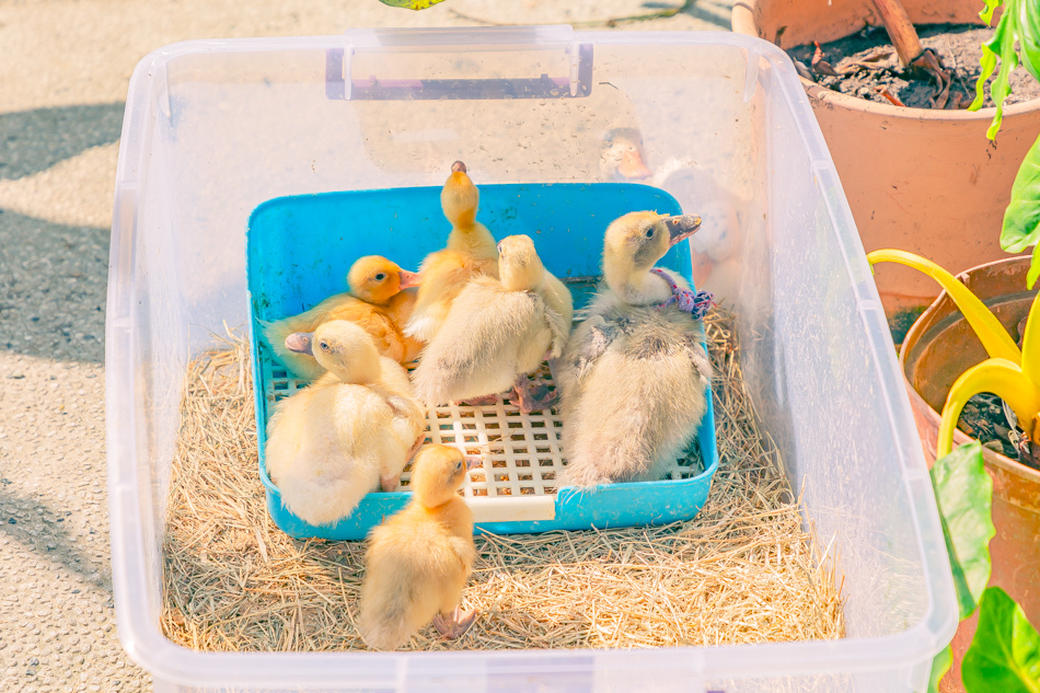 高雄市鹽埕區假日必訪高雄駁二親子咖啡廳,在叢林風格中近距離觀賞可愛柯爾鴨,無低消限制享用人氣造型馬卡龍