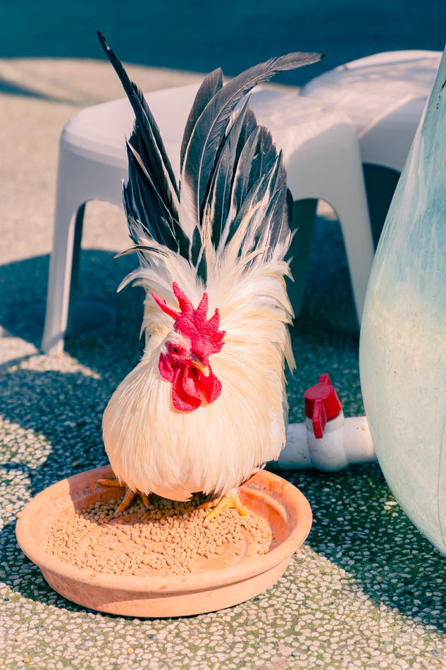 高雄市鹽埕區假日必訪高雄駁二親子咖啡廳,在叢林風格中近距離觀賞可愛柯爾鴨,無低消限制享用人氣造型馬卡龍