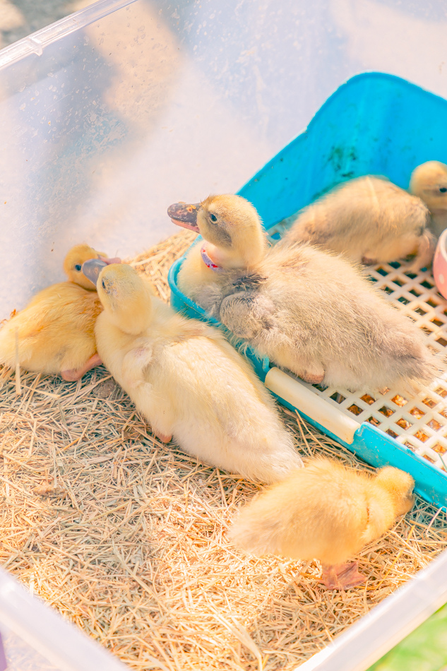 高雄市鹽埕區假日必訪高雄駁二親子咖啡廳,在叢林風格中近距離觀賞可愛柯爾鴨,無低消限制享用人氣造型馬卡龍