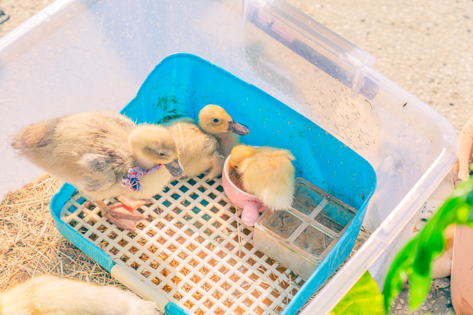 高雄市鹽埕區假日必訪高雄駁二親子咖啡廳,在叢林風格中近距離觀賞可愛柯爾鴨,無低消限制享用人氣造型馬卡龍