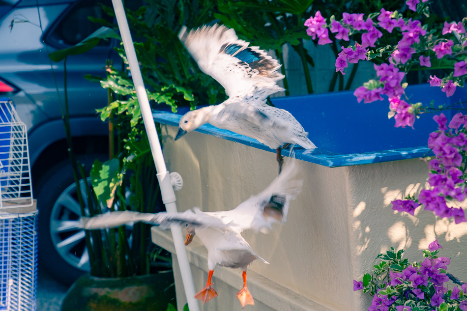 高雄市鹽埕區假日必訪高雄駁二親子咖啡廳,在叢林風格中近距離觀賞可愛柯爾鴨,無低消限制享用人氣造型馬卡龍