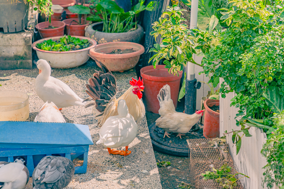 高雄市鹽埕區假日必訪高雄駁二親子咖啡廳,在叢林風格中近距離觀賞可愛柯爾鴨,無低消限制享用人氣造型馬卡龍