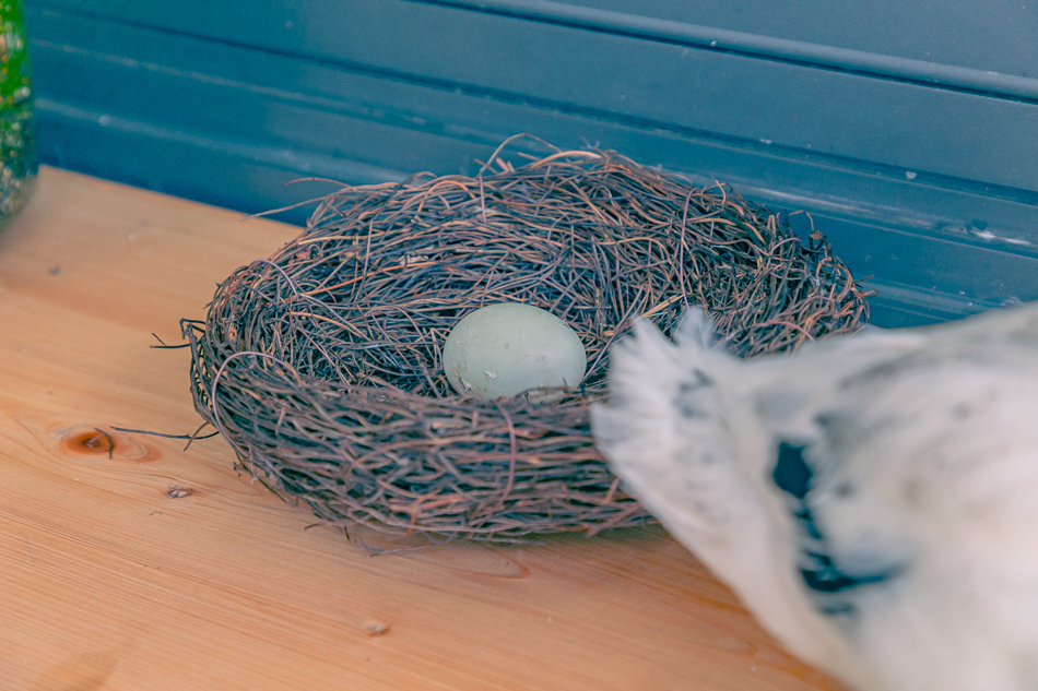 高雄市鹽埕區假日必訪高雄駁二親子咖啡廳,在叢林風格中近距離觀賞可愛柯爾鴨,無低消限制享用人氣造型馬卡龍