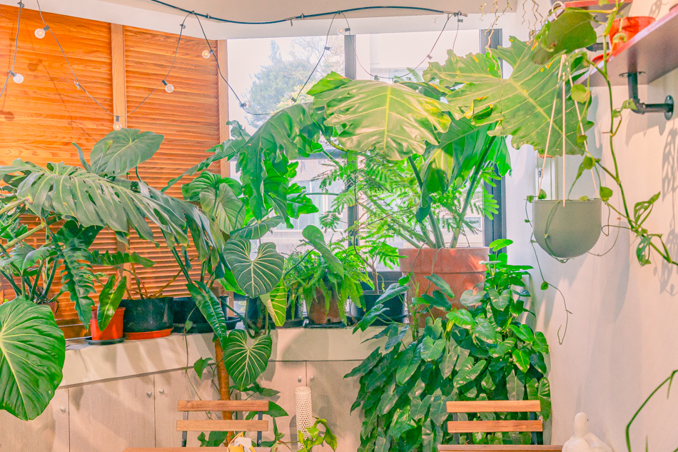 高雄市鹽埕區假日必訪高雄駁二親子咖啡廳,在叢林風格中近距離觀賞可愛柯爾鴨,無低消限制享用人氣造型馬卡龍