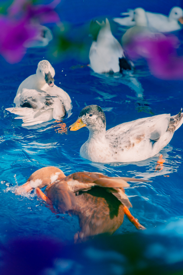 高雄市鹽埕區假日必訪高雄駁二親子咖啡廳,在叢林風格中近距離觀賞可愛柯爾鴨,無低消限制享用人氣造型馬卡龍