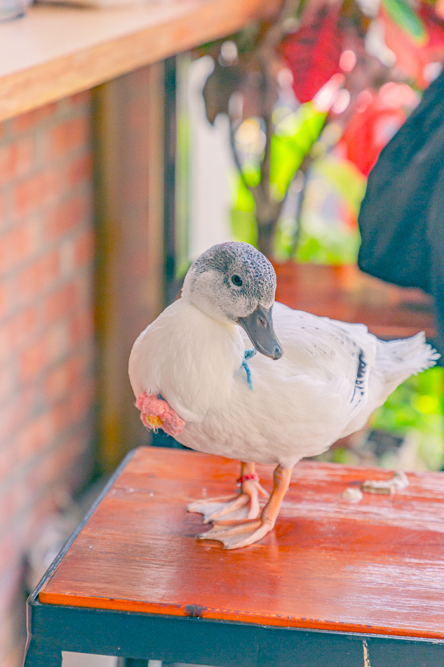 高雄市鹽埕區假日必訪高雄駁二親子咖啡廳,在叢林風格中近距離觀賞可愛柯爾鴨,無低消限制享用人氣造型馬卡龍