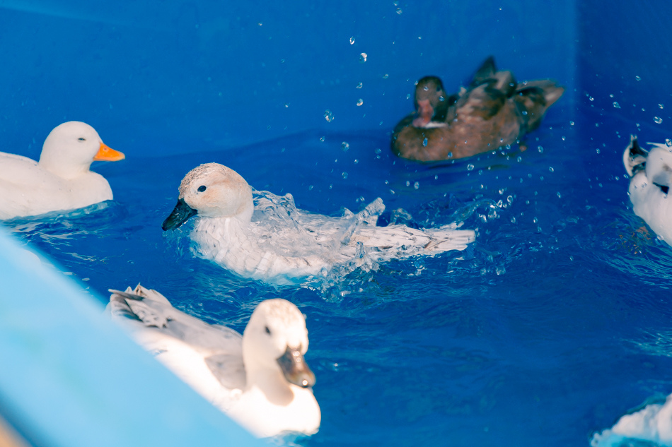 高雄市鹽埕區假日必訪高雄駁二親子咖啡廳,在叢林風格中近距離觀賞可愛柯爾鴨,無低消限制享用人氣造型馬卡龍