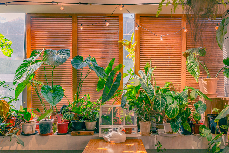 高雄市鹽埕區假日必訪高雄駁二親子咖啡廳,在叢林風格中近距離觀賞可愛柯爾鴨,無低消限制享用人氣造型馬卡龍