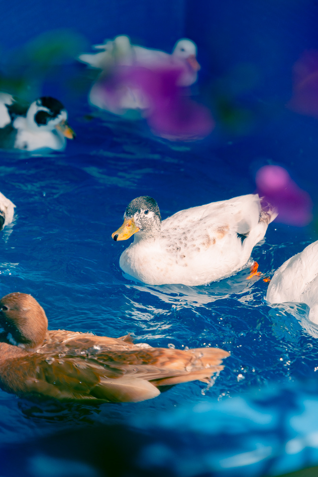 高雄市鹽埕區假日必訪高雄駁二親子咖啡廳,在叢林風格中近距離觀賞可愛柯爾鴨,無低消限制享用人氣造型馬卡龍