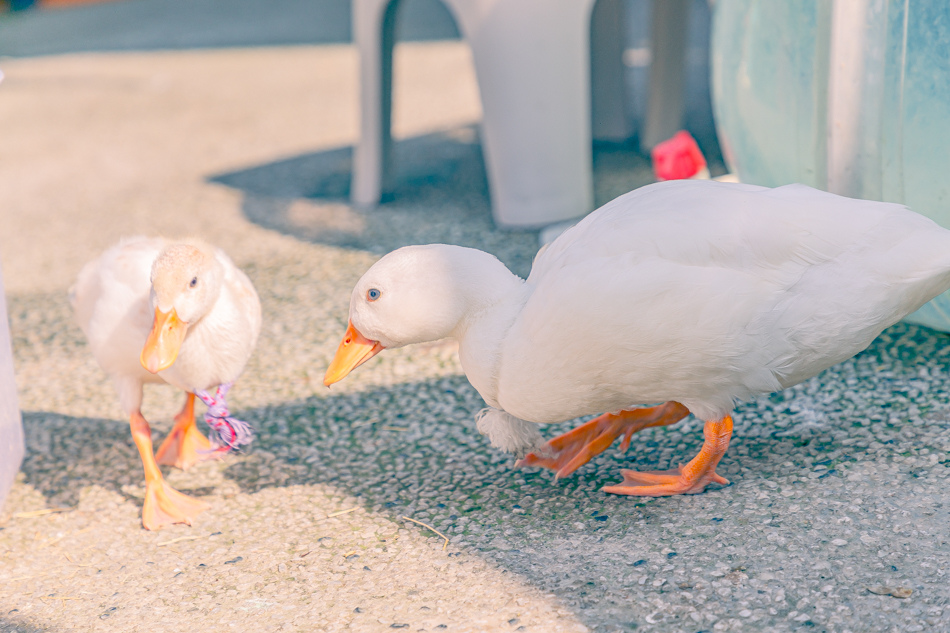 高雄市鹽埕區假日必訪高雄駁二親子咖啡廳,在叢林風格中近距離觀賞可愛柯爾鴨,無低消限制享用人氣造型馬卡龍