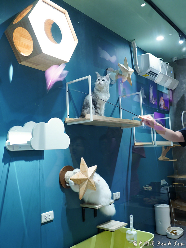 宜蘭羅東火鍋必吃推薦!伊熹鍋物超萌貓咪陪吃超療癒,蔬菜自助吧吃到飽。