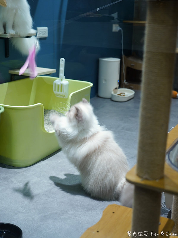 宜蘭羅東火鍋必吃推薦!伊熹鍋物超萌貓咪陪吃超療癒,蔬菜自助吧吃到飽。