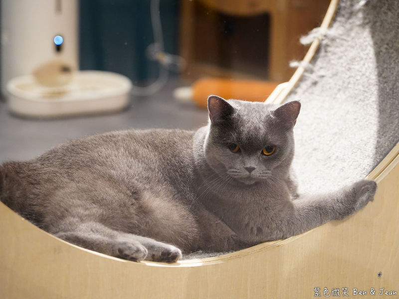 宜蘭羅東火鍋必吃推薦!伊熹鍋物超萌貓咪陪吃超療癒,蔬菜自助吧吃到飽。